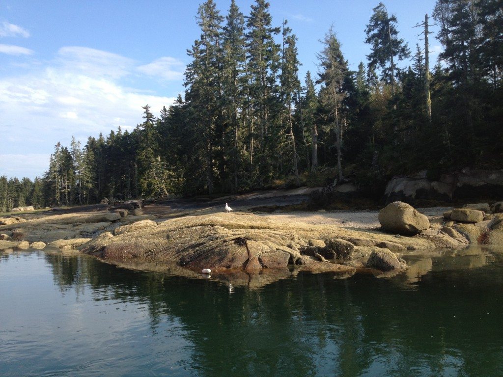 Quintessential Maine anchorage with rock and pine trees