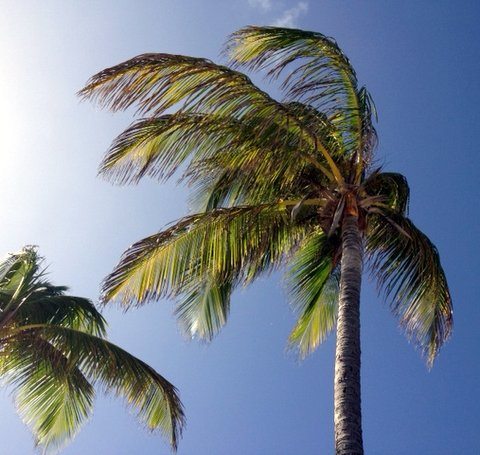 Palm trees swaying in Caribbean sun and breeze