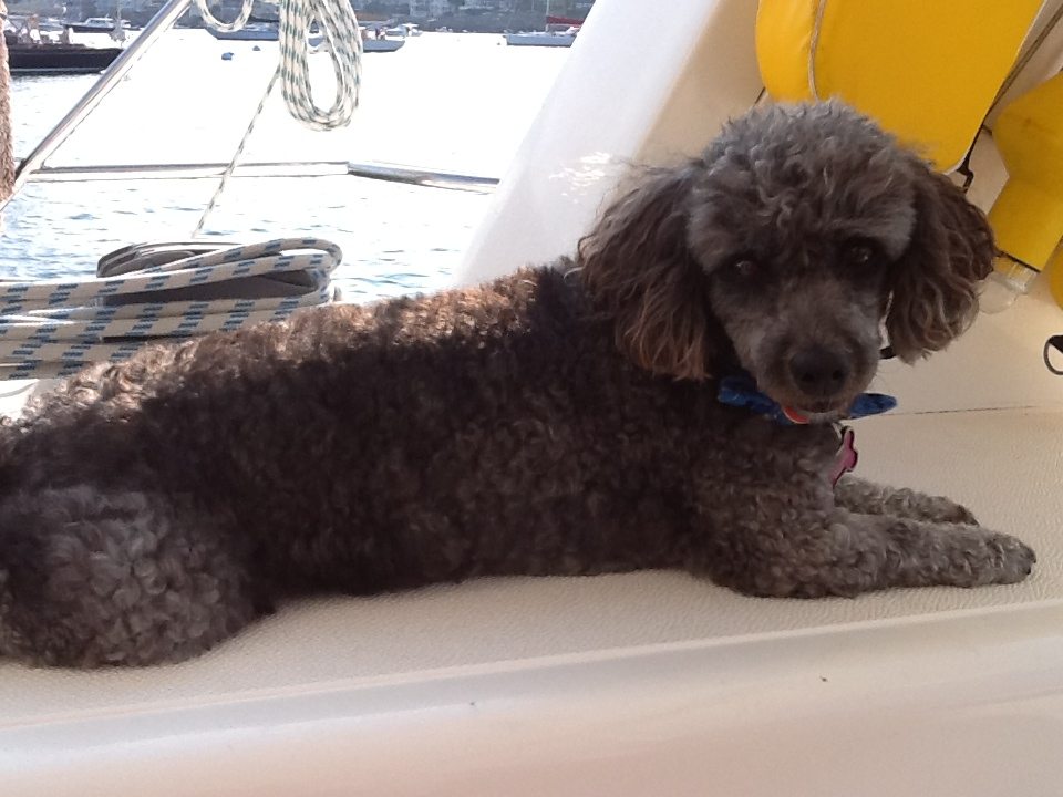 Carol Kent offers dog friendly yacht charters.