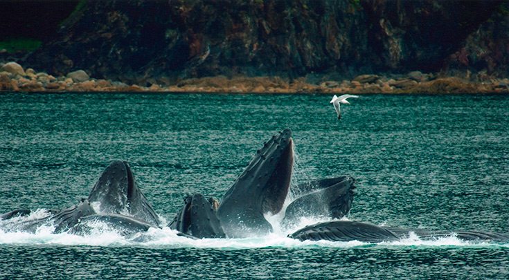 Whales in British Columbia in Desolation Sound