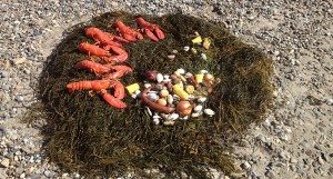 Maine Lobster Clambake on the beach