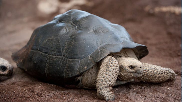 Giant tortoise on the Galápagos Islands off of Ecuador