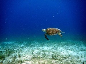 Dive Snorkel and Fishing in Virgin Islands