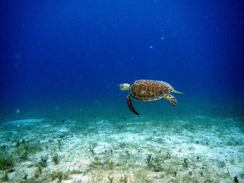 Dive Snorkel and Fishing in Virgin Islands