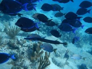 Fishing in the Caribbean