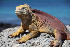 Galapagos-land-iguana-viewed-yacht-charter