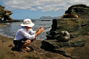 Galapagos-sea-lion