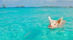 Pig swimming in turquoise water of The Exumas in The Bahamas, Caribbean