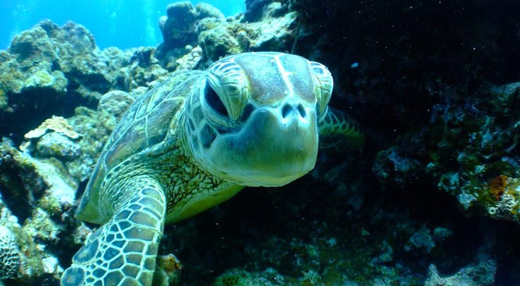 Turtle underwater close-up