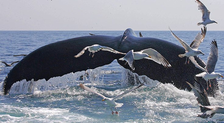 Whale's tail and seagulls during a Whale watch offCape Cod - Yachting in New England