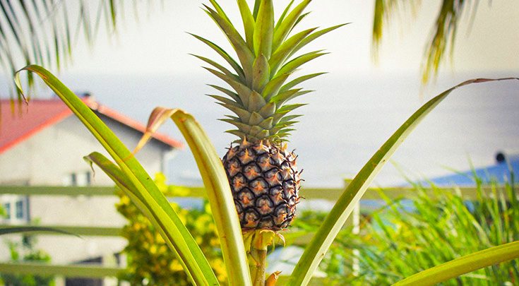 Pineapple in Windward Islands