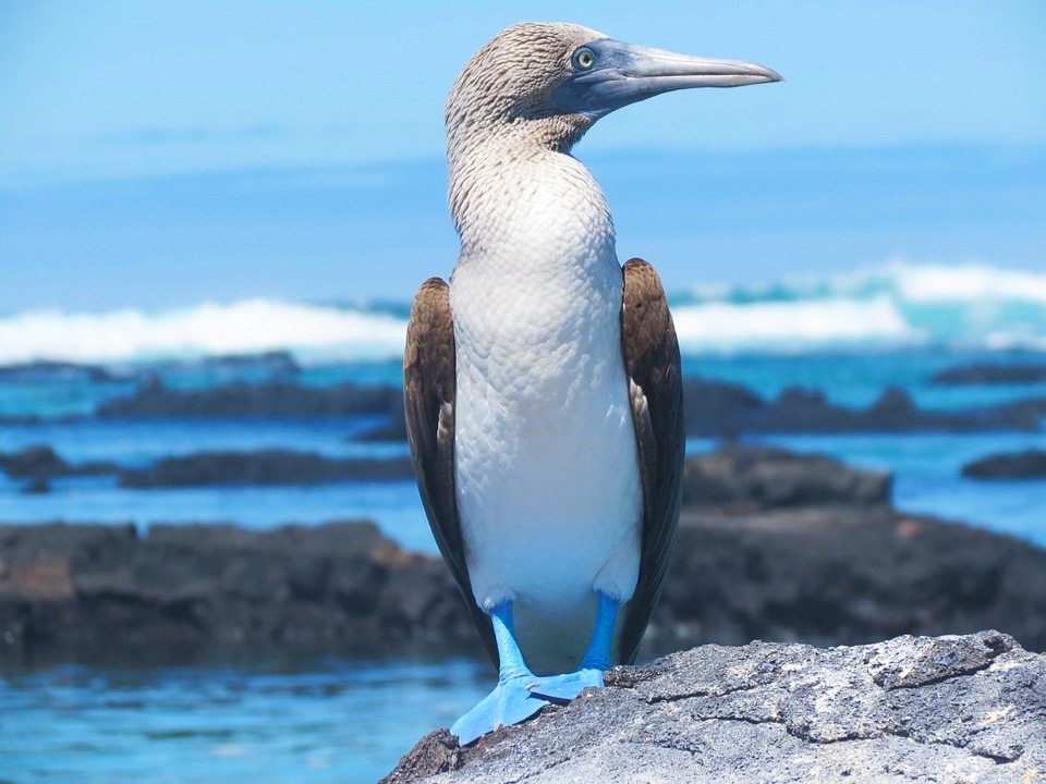 A Blue-footed booby in the Galápagos Islands off of Ecuador