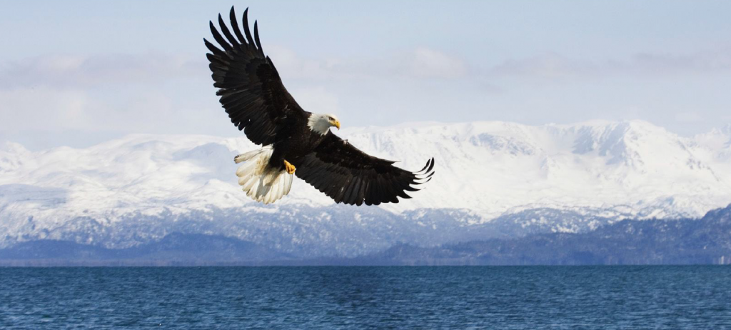 American bald eagle flying over water in Alaska motor yacht BIG EAGLE