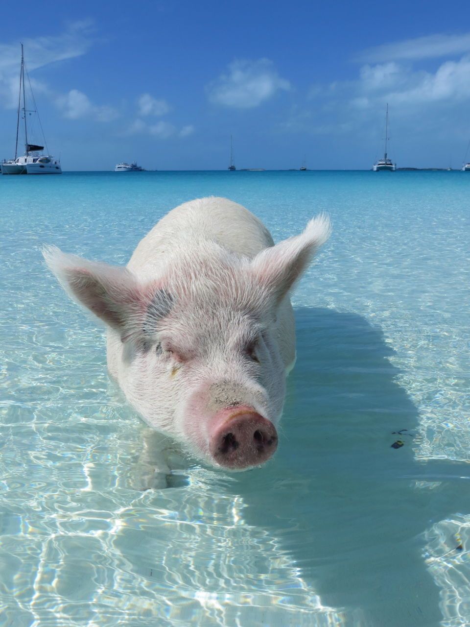 Pig in clear blue Caribbean Sea