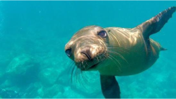 Seal in Sea of Cortez Mexico M/Y OCEAN CLUB