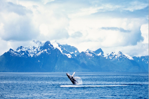 WhaleBreaching_Alaska_M