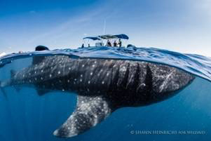 Whale under boat off M/Y OCEAN CLUB