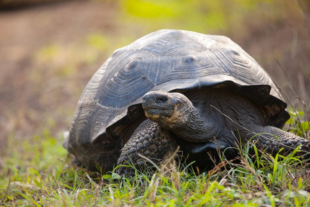 Giant-Tortoise-Santa-Cruz-Photo-Weston-Walker M/Y INTEGRITY