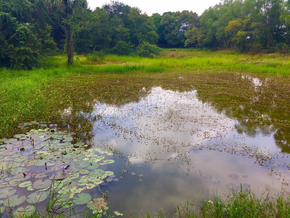 Lily pond is the site of another mass grave in Cambodia
