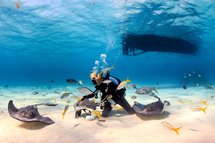 SCUBA diver playing with stingrays in shallow water