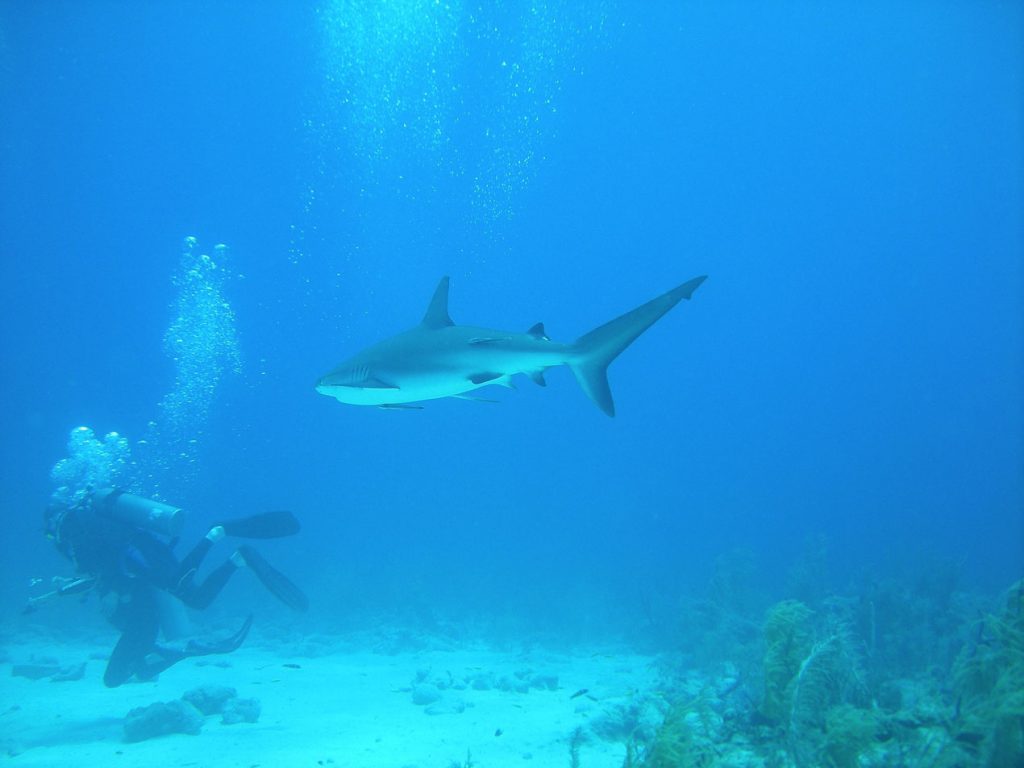 Scuba diver with shark in The Bahamas