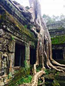 Tree Roots grow over temple ruins Angkor Wat, Cambodia