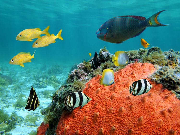 Underwater view in a lagoon with colorful tropical fish and sea sponge