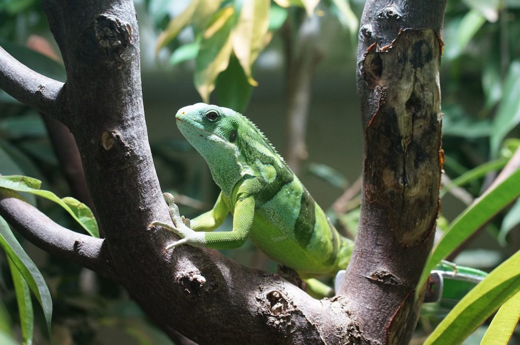 Banded Fiji iguana