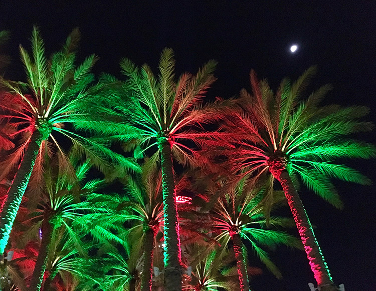Palm trees lit red and green for New Year's resolution