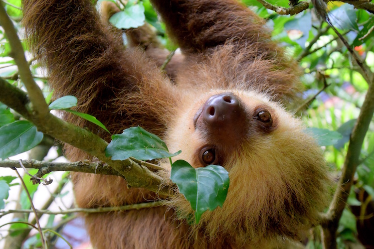 Sloth hanging from a tree in Costa Rican jungle.