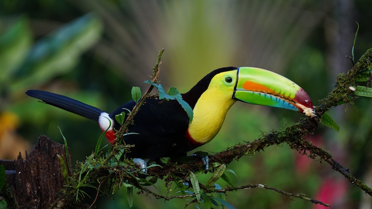 Keel-billed toucan in the jungle of Costa Rica