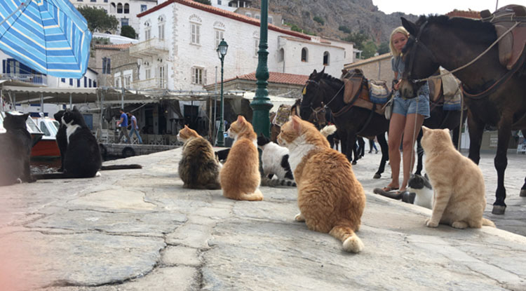 Cats and donkeys are "work" the harbor at Hydra.