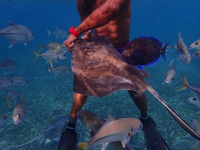 Swimming with stingrays in Belize from the 46ft Leopard catamaran LUNA SEA