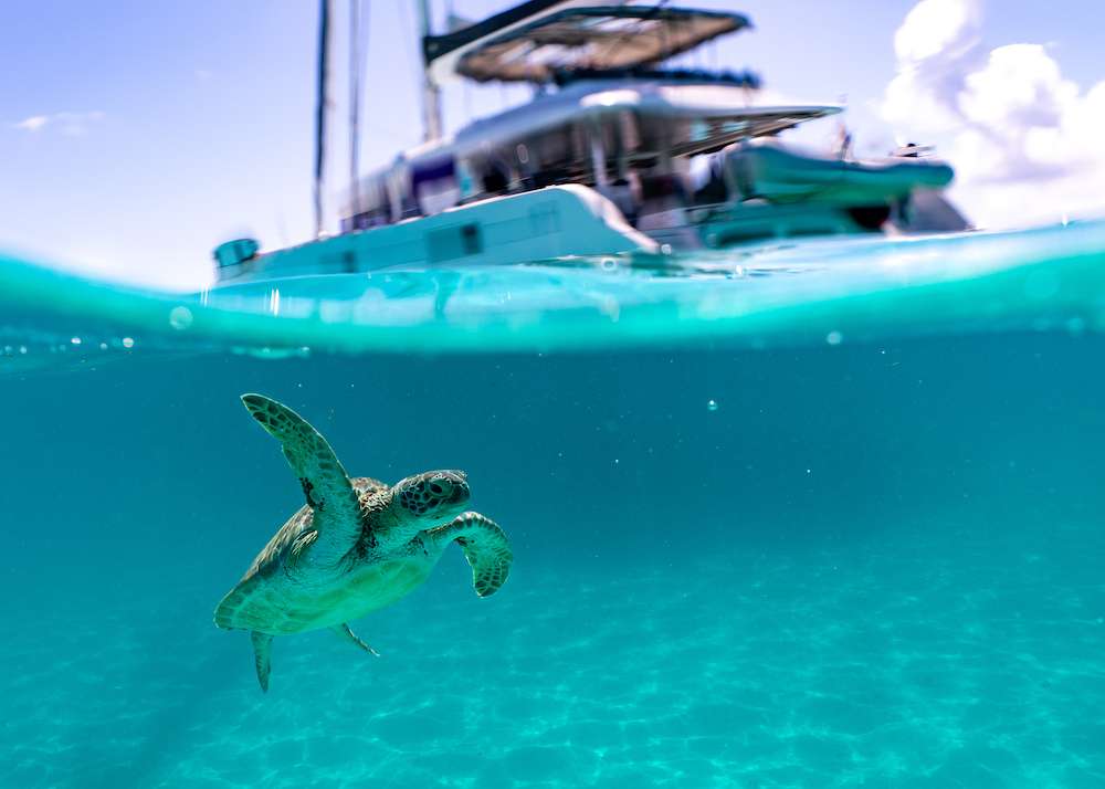 Sea turtle swimming underwater below S/Y TWIN FLAME in The Caribbean