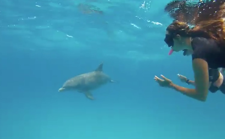 Dolphin and SCUBA diver underwater in the Caribbean