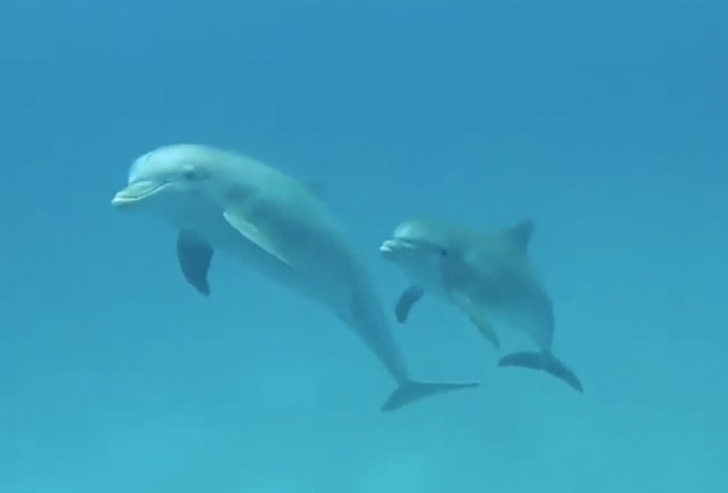 Dolphins in Bimini filmed by Giovannin Damiani, captain of the 65ft sailing catamaran LOLALITA