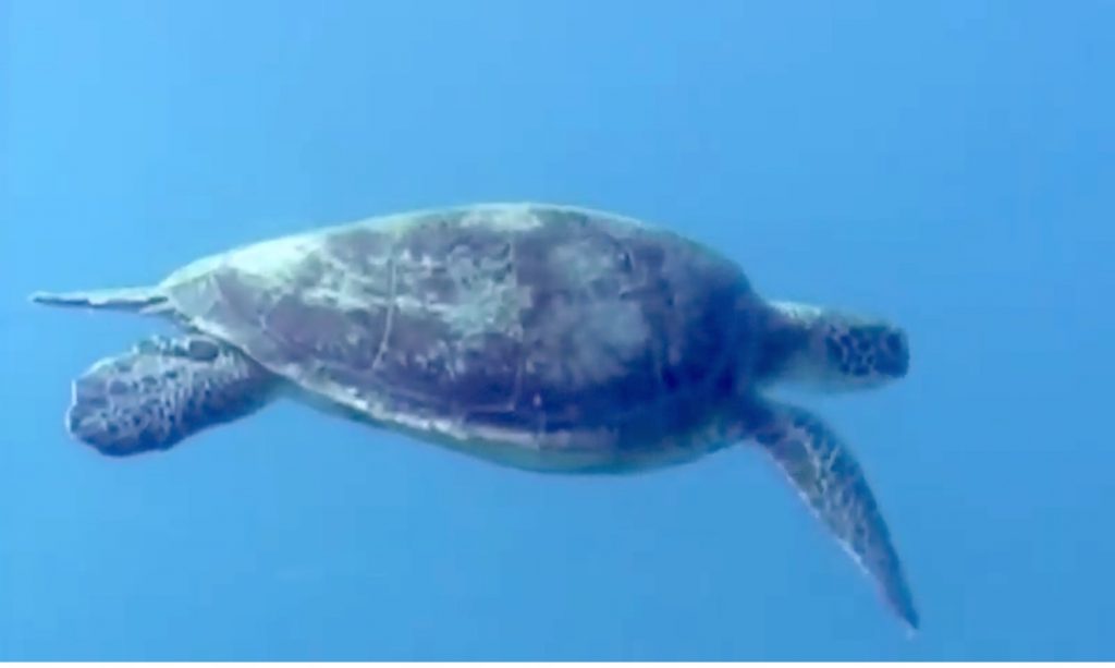 Sea tortoise underwater on a SCUBA dive with Captain Gio from the sailing catamaran LOLALITA in Bimini, the Bahamas