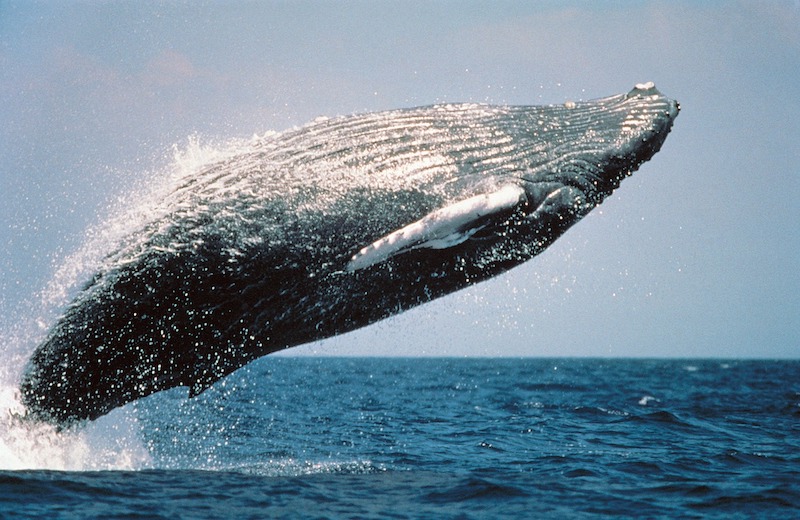 Humpback whale breaching over ocean. Image by skeeze from Pixabay.