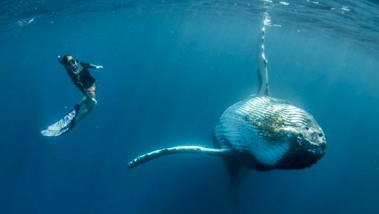 Humpback Whale and Snorkeler in the Turks and Caicos, Caribbean. Photo by Capt. Gio