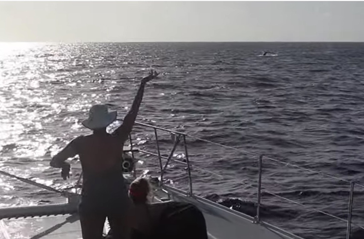 Passenger on sailing yacht LOLALITA sees a whale in the Turks and Caicos.