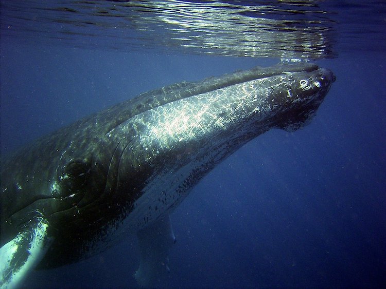 Humpback whale underwater Image by David Mark from Pixabay