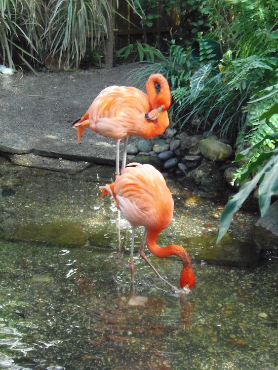 Orange flamingos, Rhett and Scarlett, in their pool at the Key West Butterfly and Nature Conservatory in Florida