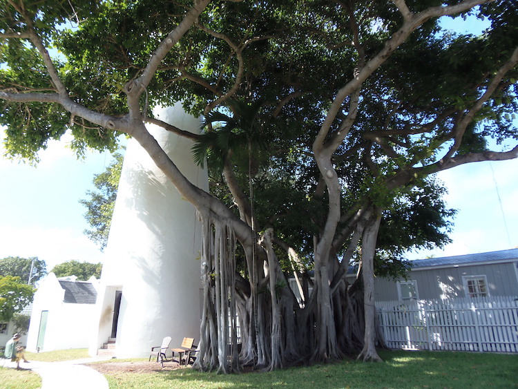Key West's famous lighthouse and banyan tree in Florida