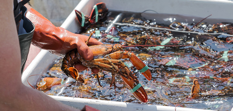 Locally-caught lobster is a must for any visit to Maine