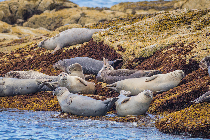 Seals on the rocks at Boothbay Harbor, Maine