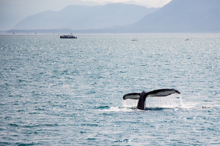 Whale tail splashing in Alaska waters