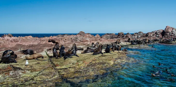 Sea lion colony at Espiritu Santo Island in La Paz, Mexico, the Sea of Cortez