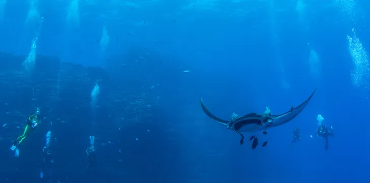 SCUBA diving and swim with manta rays at Isla Revillagigedos, Mexico in the Sea of Cortez