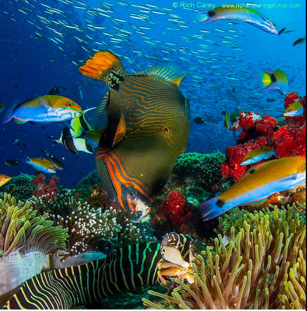 Colorful fish underwater at Richelieu Rock, Thailand, one of M/Y LADY AZUL's scuba diving destinations. Photo by Rich Carey Photos