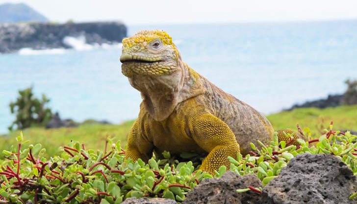 yachting galapagos sa